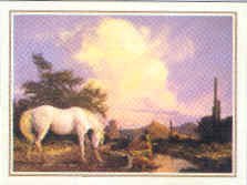 Xmas Cards WHITE HORSE Christmas Holiday Cards 10 per box