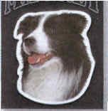 Car Magnet BORDER COLLIE Dog Breed Die-cut Vinyl...Clearance Priced