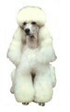 Car Window POODLE SITTING Dog Breed Decal 2-sided...Clearance Priced